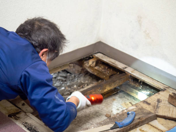 Trusted Warrenton, GA Mold Remediation Experts