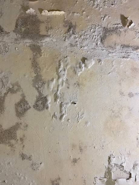 Best Localized Mold Remediation (e.g., coastal areas, humid climates) in Warrenton, GA