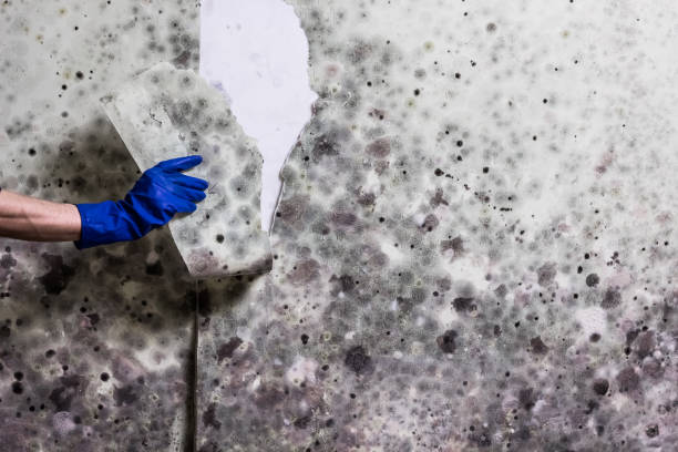 Best Emergency Mold Remediation in Warrenton, GA