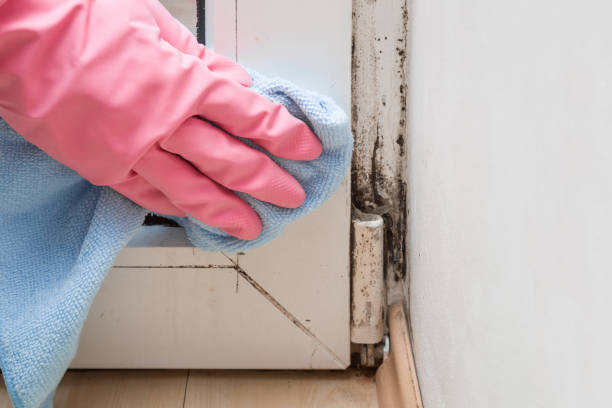 Best DIY Mold Remediation Support Services in Warrenton, GA